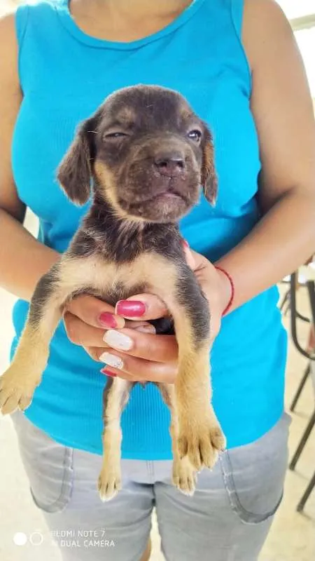 Cachorro raça ViraLata Mestiço de Rottweiler idade 2 a 6 meses nome Cacau