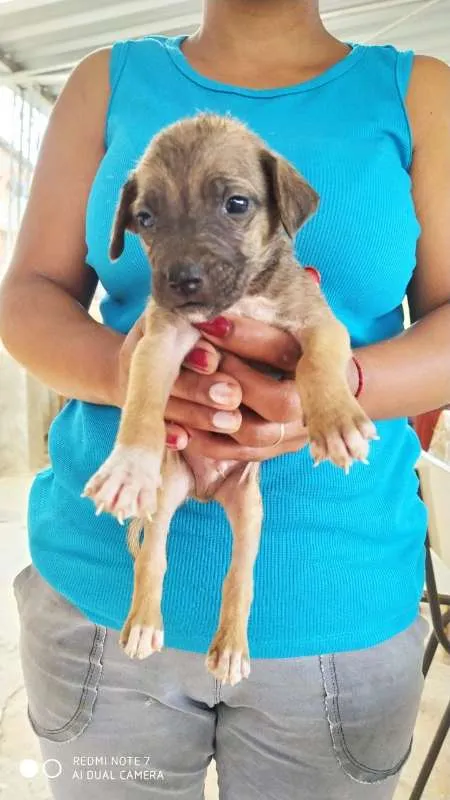 Cachorro raça ViraLata Mestiço de Rottweiler idade 2 a 6 meses nome Cacau