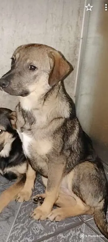 Cachorro ra a Pastor alemão (mix) idade 7 a 11 meses nome Shakira