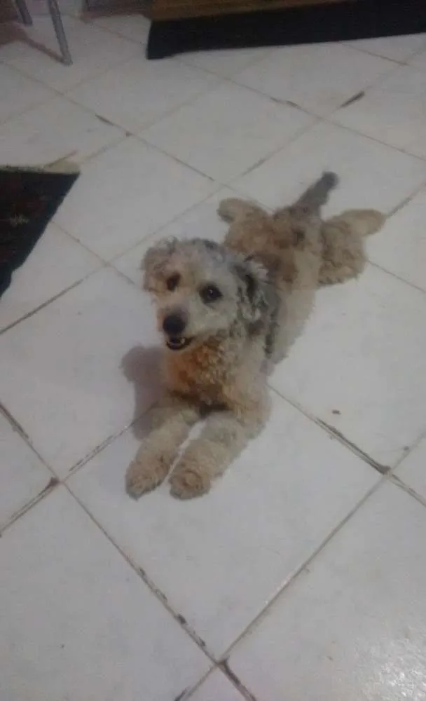 Cachorro ra a Poodle  idade 5 anos nome Spike 