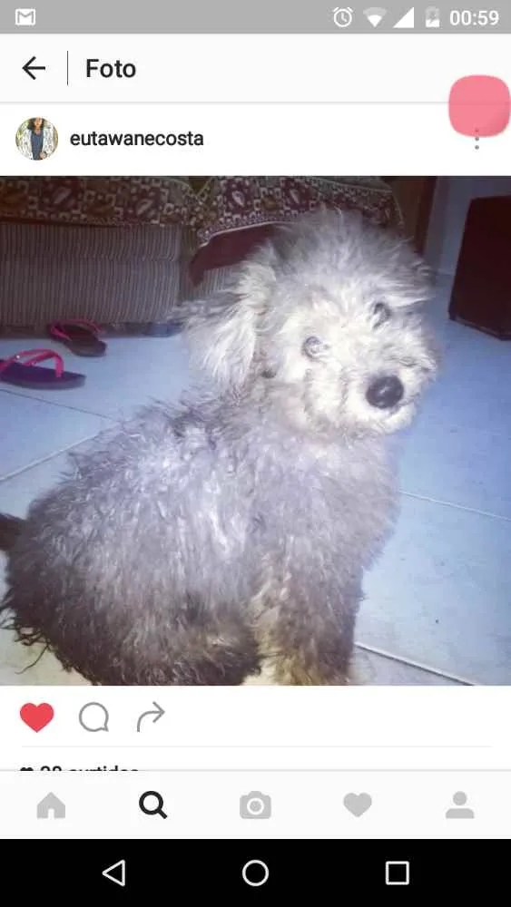 Cachorro ra a Poodle  idade 5 anos nome Spike 