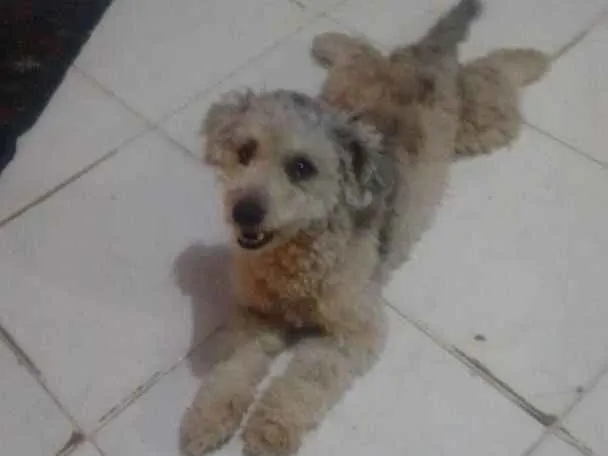 Cachorro ra a Poodle  idade 5 anos nome Spike 