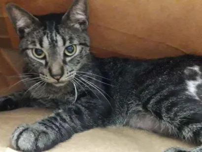 Gato raça SRD idade 6 ou mais anos nome Romeu