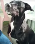 Neguinha