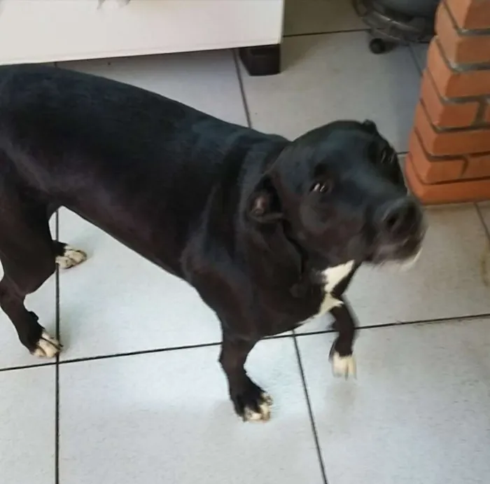 Cachorro ra a Pitbull idade 4 anos nome Neguinha