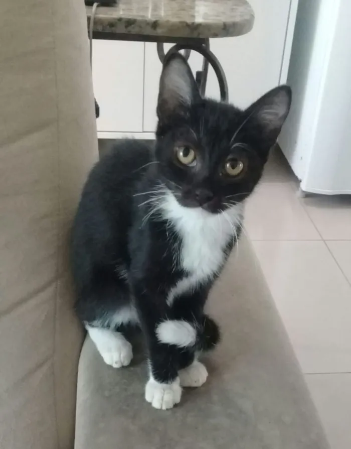 Gato ra a Nao sei idade 2 a 6 meses nome Não sei