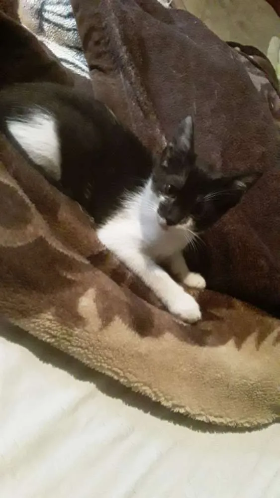 Gato raça  idade 2 a 6 meses nome Lia