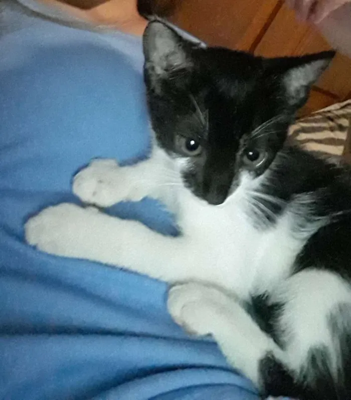 Gato raça  idade 2 a 6 meses nome Lia