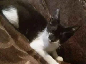 Gato raça  idade 2 a 6 meses nome Lia