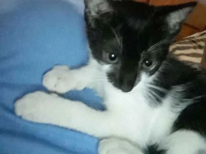 Gato raça  idade 2 a 6 meses nome Lia