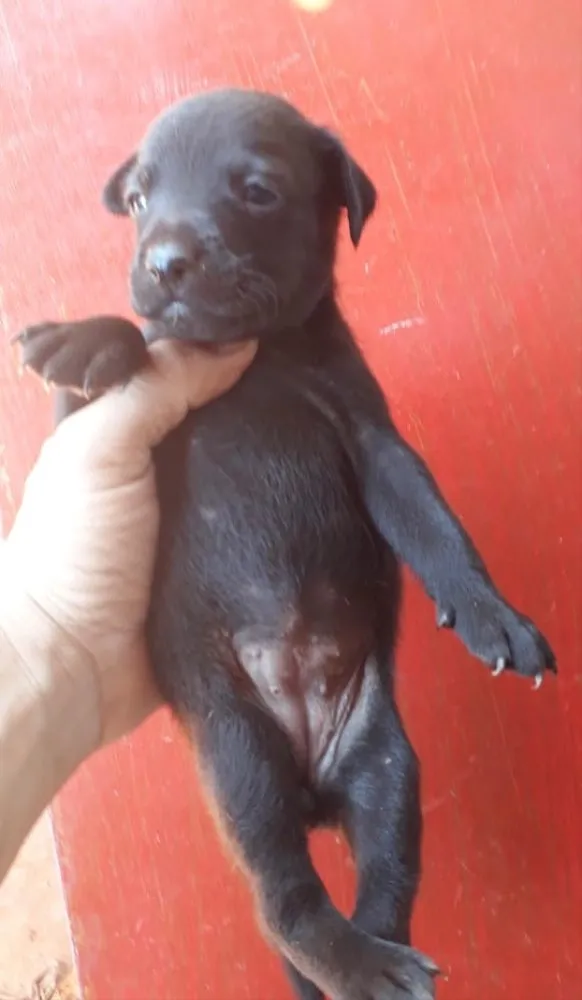 Cachorro ra a Basset+vira lata idade Abaixo de 2 meses nome Florzinha 