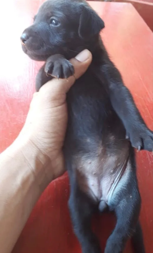 Cachorro ra a Basset+vira lata idade Abaixo de 2 meses nome Florzinha 