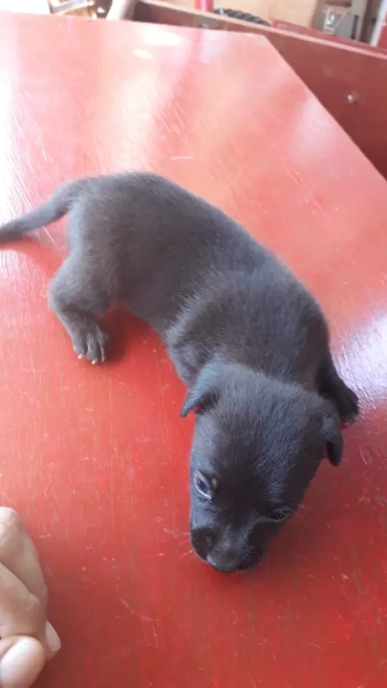 Cachorro ra a Basset+vira lata idade Abaixo de 2 meses nome Florzinha 