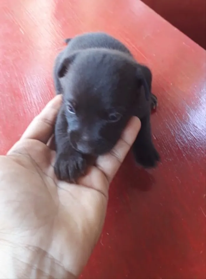 Cachorro ra a Basset+vira lata idade Abaixo de 2 meses nome Florzinha 