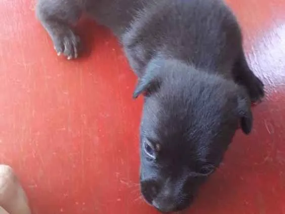 Cachorro ra a Basset+vira lata idade Abaixo de 2 meses nome Florzinha 