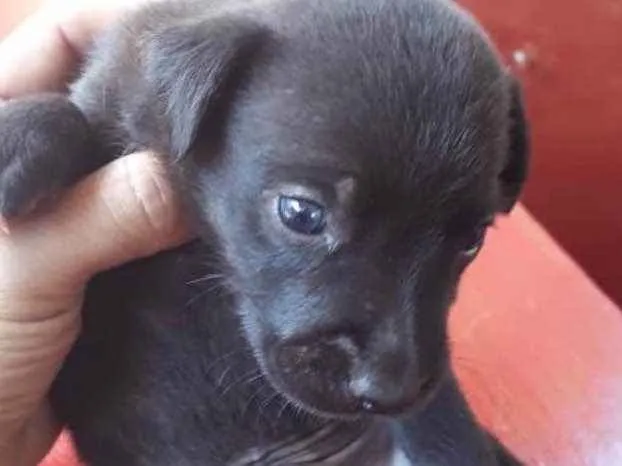 Cachorro ra a Basset+vira lata idade Abaixo de 2 meses nome Macho