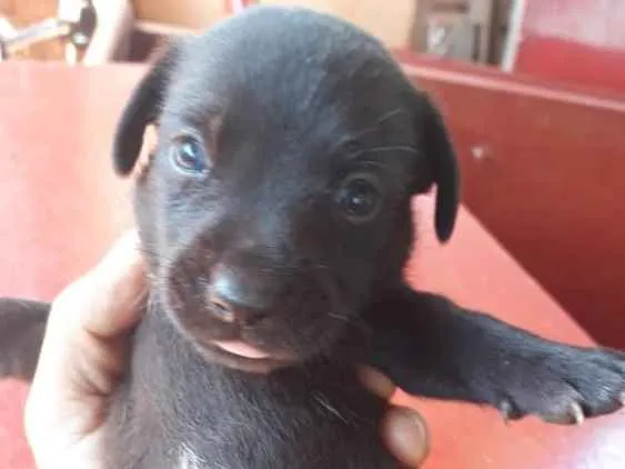 Cachorro ra a Basset +vira lata idade Abaixo de 2 meses nome Quieto