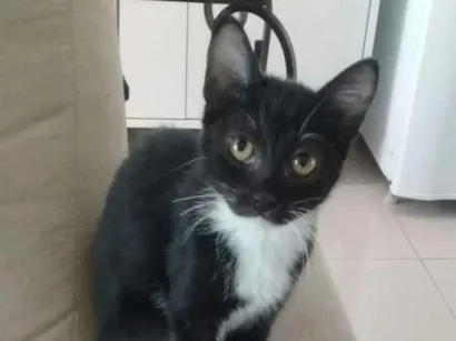 Gato raça Nao sei idade 2 a 6 meses nome Não sei