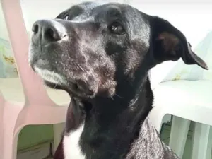 Cachorro raça Pitbull idade 4 anos nome Neguinha