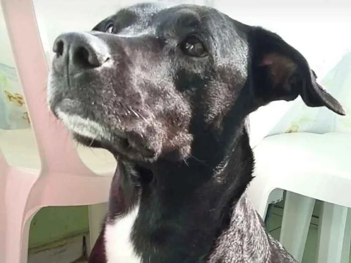 Cachorro ra a Pitbull idade 4 anos nome Neguinha