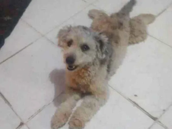 Cachorro ra a Poodle  idade 5 anos nome Spike 