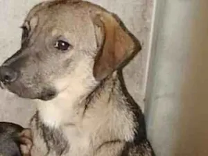 Cachorro raça Pastor alemão (mix) idade 7 a 11 meses nome Shakira