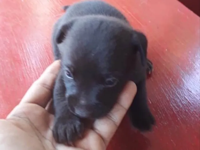 Cachorro ra a Basset+vira lata idade Abaixo de 2 meses nome Florzinha 
