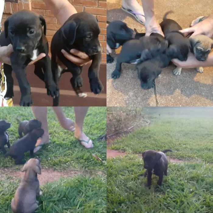 Cachorro ra a Viralataa idade Abaixo de 2 meses nome Varios