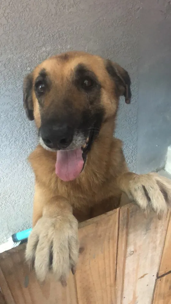 Cachorro ra a  idade 4 anos nome Não sei 