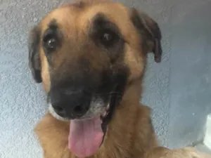 Cachorro raça  idade 4 anos nome Não sei 