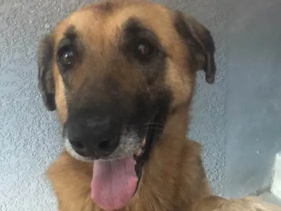 Cachorro ra a  idade 4 anos nome Não sei 