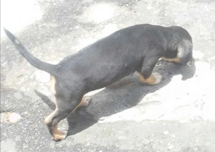 Cachorro raça SRD idade 2 a 6 meses nome Filhote sem nome 1
