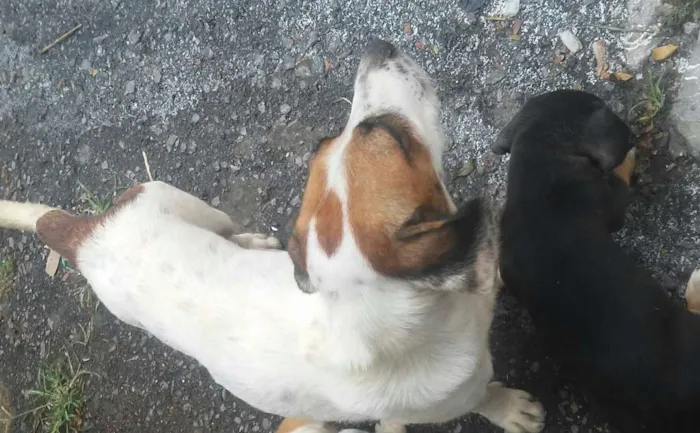 Cachorro raça SRD idade 2 a 6 meses nome Filhote sem nome 1