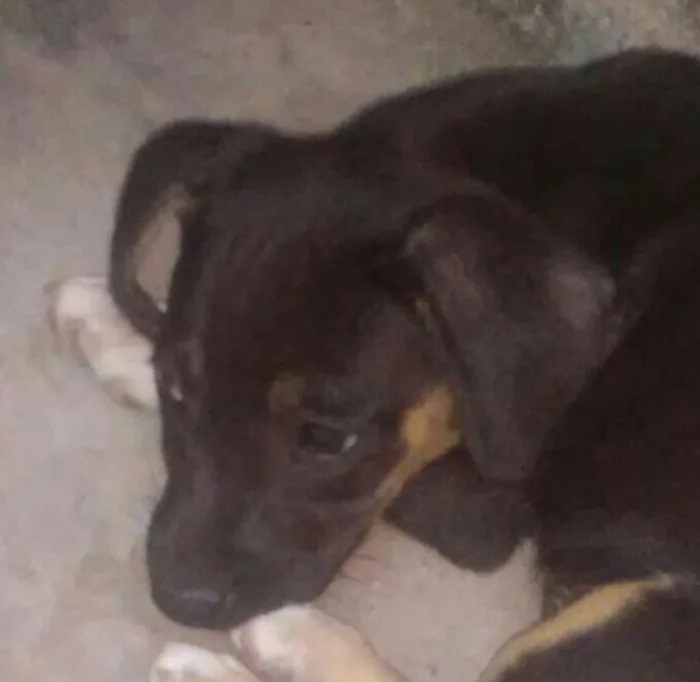 Cachorro raça SRD idade 2 a 6 meses nome Filhote sem nome 1