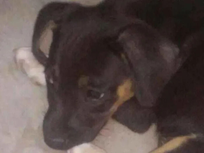 Cachorro raça SRD idade 2 a 6 meses nome Filhote sem nome 1