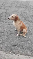 Sirius