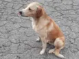 Sirius