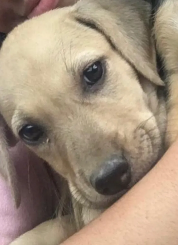 Cachorro ra a SRD idade Abaixo de 2 meses nome Max 