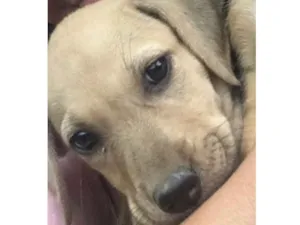 Cachorro raça SRD idade Abaixo de 2 meses nome Max 