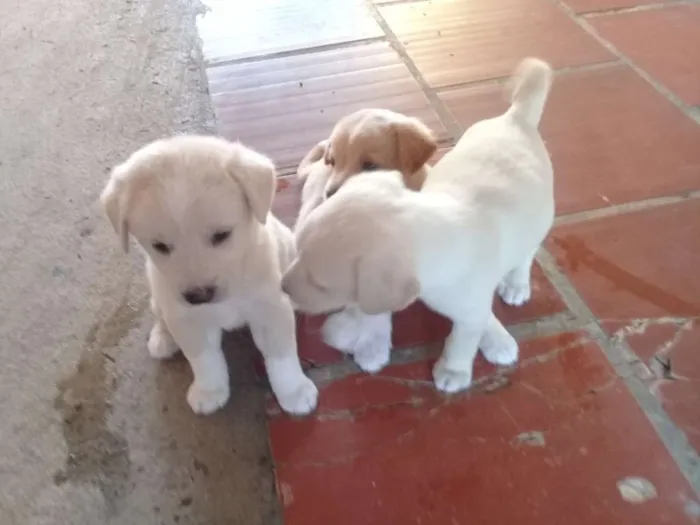 Cachorro raça Viralata com pinther idade Abaixo de 2 meses nome Floquinhos, 