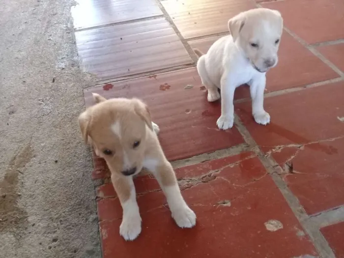 Cachorro raça Viralata com pinther idade Abaixo de 2 meses nome Floquinhos, 