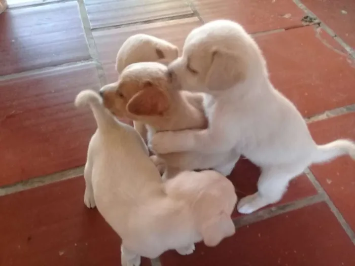Cachorro raça Viralata com pinther idade Abaixo de 2 meses nome Floquinhos, 