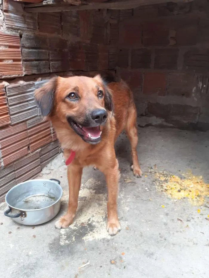 Cachorro ra a Sem raça definida  idade 1 ano nome Luke 