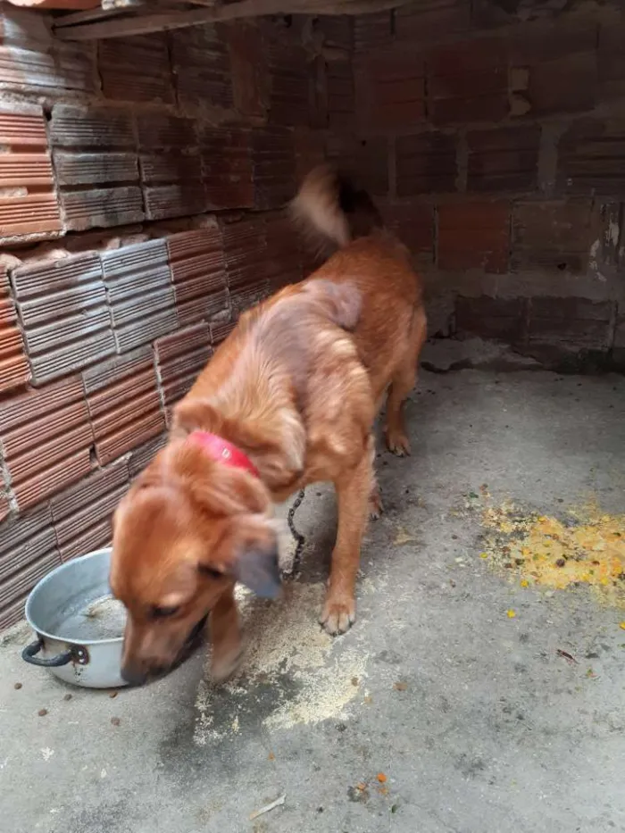 Cachorro ra a Sem raça definida  idade 1 ano nome Luke 