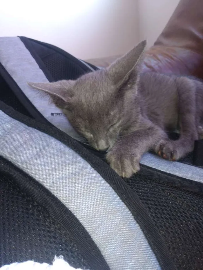 Gato ra a Vira lata idade 2 a 6 meses nome Sem nome