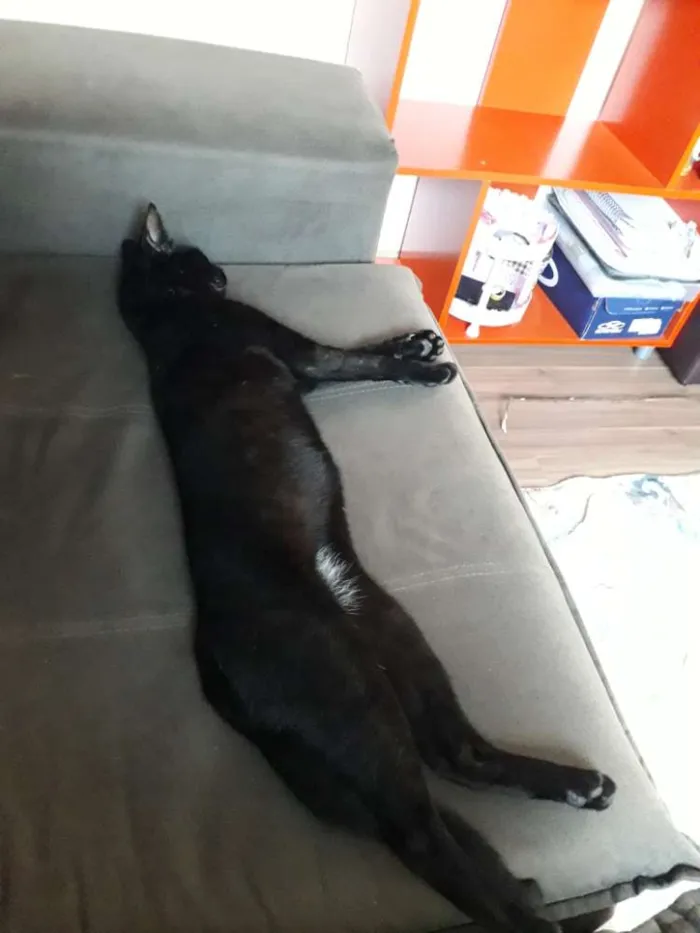 Gato ra a Não informada  idade 1 ano nome Banguela 