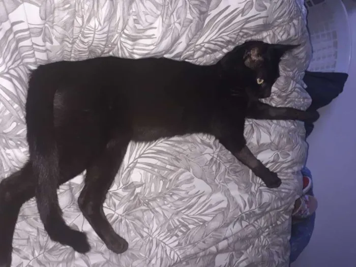 Gato ra a Não informada  idade 1 ano nome Banguela 