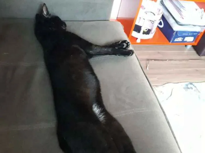 Gato ra a Não informada  idade 1 ano nome Banguela 