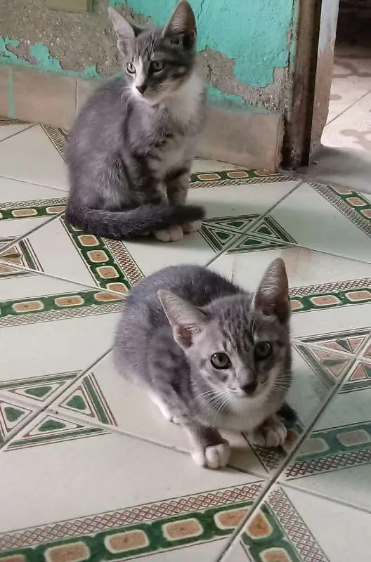 Gato ra a SRD idade 2 a 6 meses nome Não tem