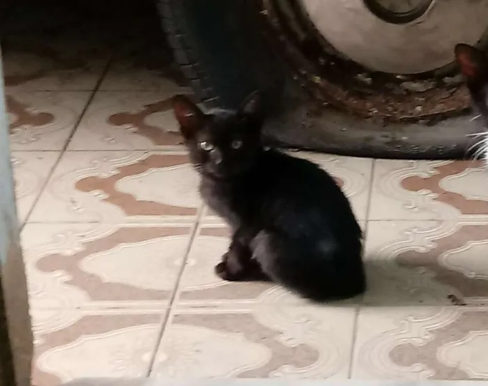 Gato ra a SRD idade 2 a 6 meses nome Não tem